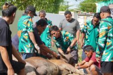 Kurban 10 Ekor Sapi, Masjid Al Mujaahadah Gunung Panjang Berbagi 1.000 Paket Daging 