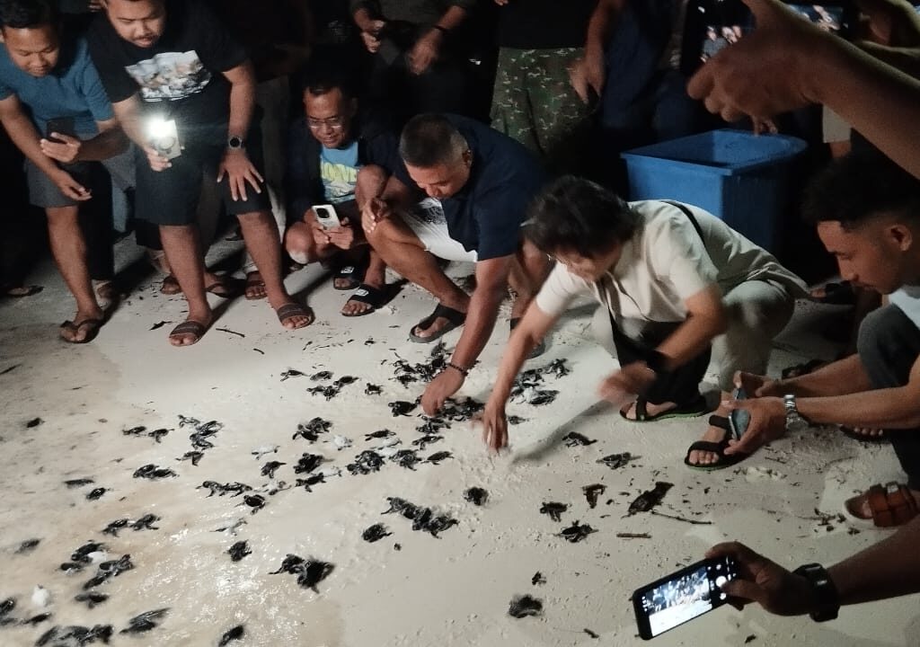Pelepasliaran tukik di Pulau Maratua oleh PT Pamapersada