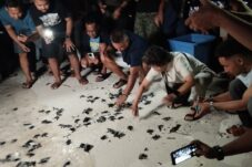 Pelepasliaran tukik di Pulau Maratua oleh PT Pamapersada