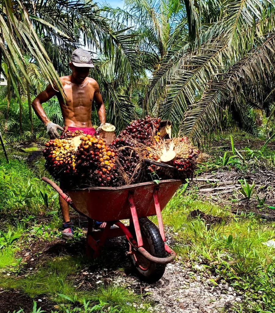 Pekebun kelapa sawit di Kabupaten Berau mengangkut hasil panennya.