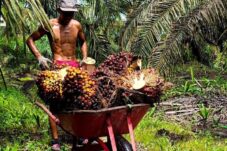 Pekebun kelapa sawit di Kabupaten Berau mengangkut hasil panennya. Periode Juni 2025, harga TBS turun signifikan.