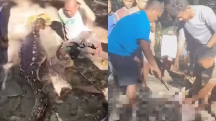 Viral petani di Buton Selatan Sultra ditelan ular piton