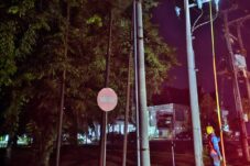 Petugas yang sedang melakukan kegiatan teknis penanganan pohon yang berada di depan kantor Diskominfo Berau. (Istimewa)