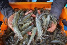 Hingga Juli 2025, Nilai Ekspor Udang Windu Kaltim Tembus Rp164 Miliar