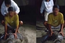 Viral pemuda tunggangi penyu di Pulau Derawan Berau