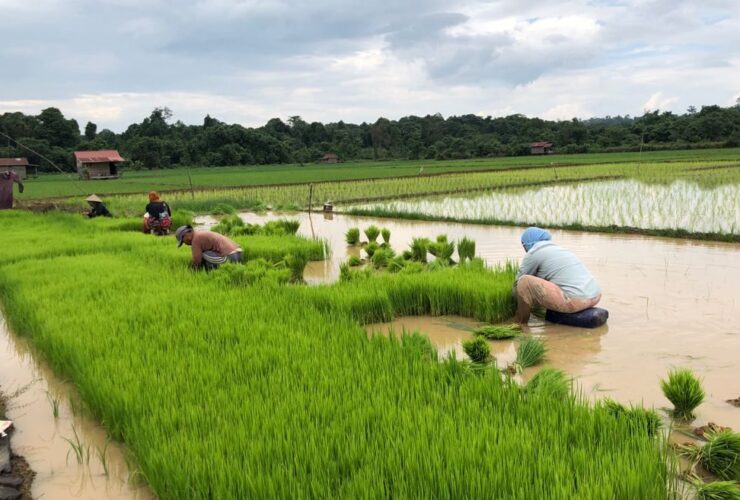 Berau Punya Potensi 6.000 Hektare Lahan Pertanian, Tapi Anak Muda Malas Jadi Petani