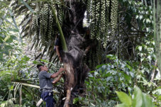 Aren Diproyeksikan Jadi Primadona Baru Perkebunan Kalimantan Timur