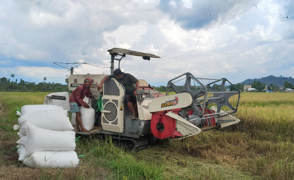 Aktivitas Panen Raya Padi di Kampung Bayung-Buyung