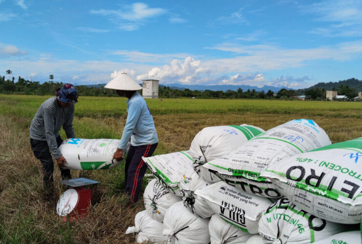 Aktivitas Panen Raya Padi di Kampung Bayung-Buyung