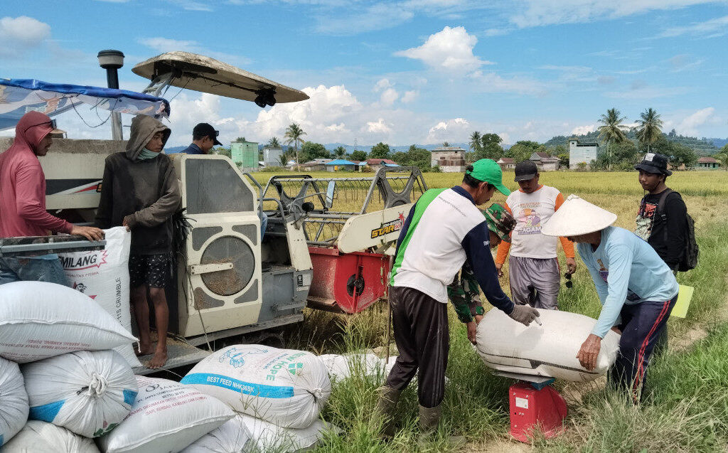 Aktivitas Panen Raya Padi di Kampung Bayung-Buyung