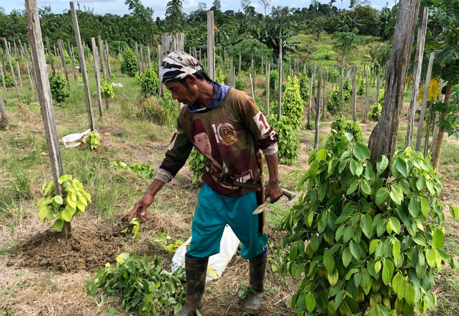 Aktivitas petani lada di Kampung Merancang, Kecamatan Gunung Tabur, Berau