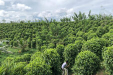 Aktivitas petani lada di Kampung Merancang, Kecamatan Gunung Tabur, Berau