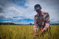 DTPHP Pastikan Program Ketahanan Pangan di Berau Berlanjut Meski Hadapi Pemangkasan Anggaran