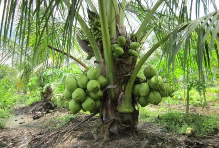 Jangan Dijual Mentah! Petani Sambaliung Didorong Olah Kelapa Dalam Jadi Produk Bernilai Tambah