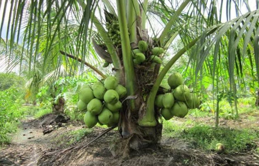 Disbun Berau Dorong Kelapa Jadi Komoditas Unggulan: Cocok Ditanam di Pesisir-Lahan Kering