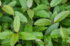 Punya Beras Krayan hingga Kratom, Kaltim Siap Fasilitasi Ekspor Produk-produk Unggulan Kaltara