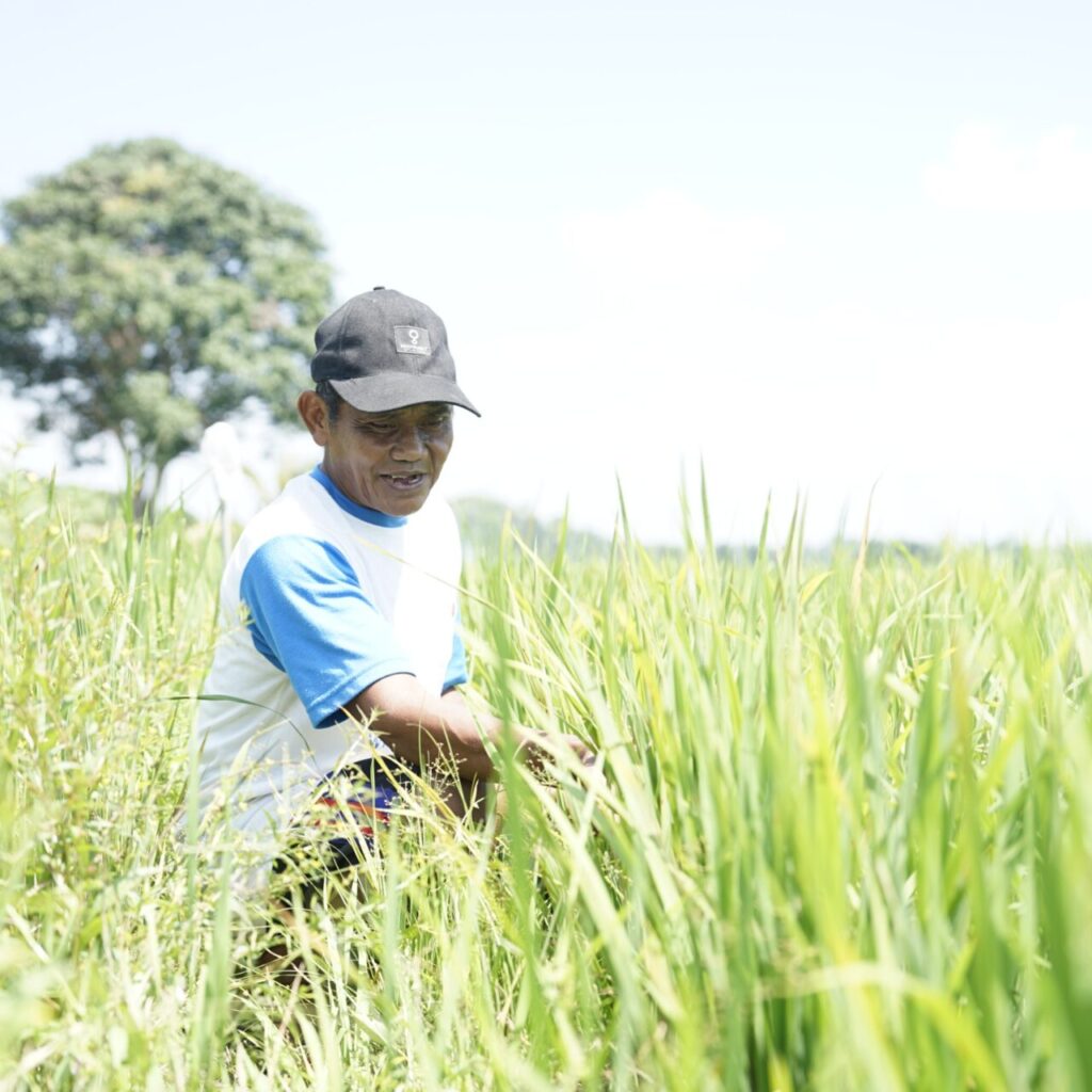 Suyatno saat berada di tengah sawahnya di Kampung Gurimbang.