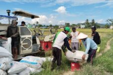 Panen raya padi di Kampung Buyung-Buyung, Kecamatan Tabalar.