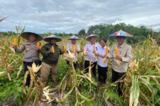Proses panen jagung di Kampung Batu Rajang, Segah, Rabu (13/8/2025). (Sulaiman/BT)