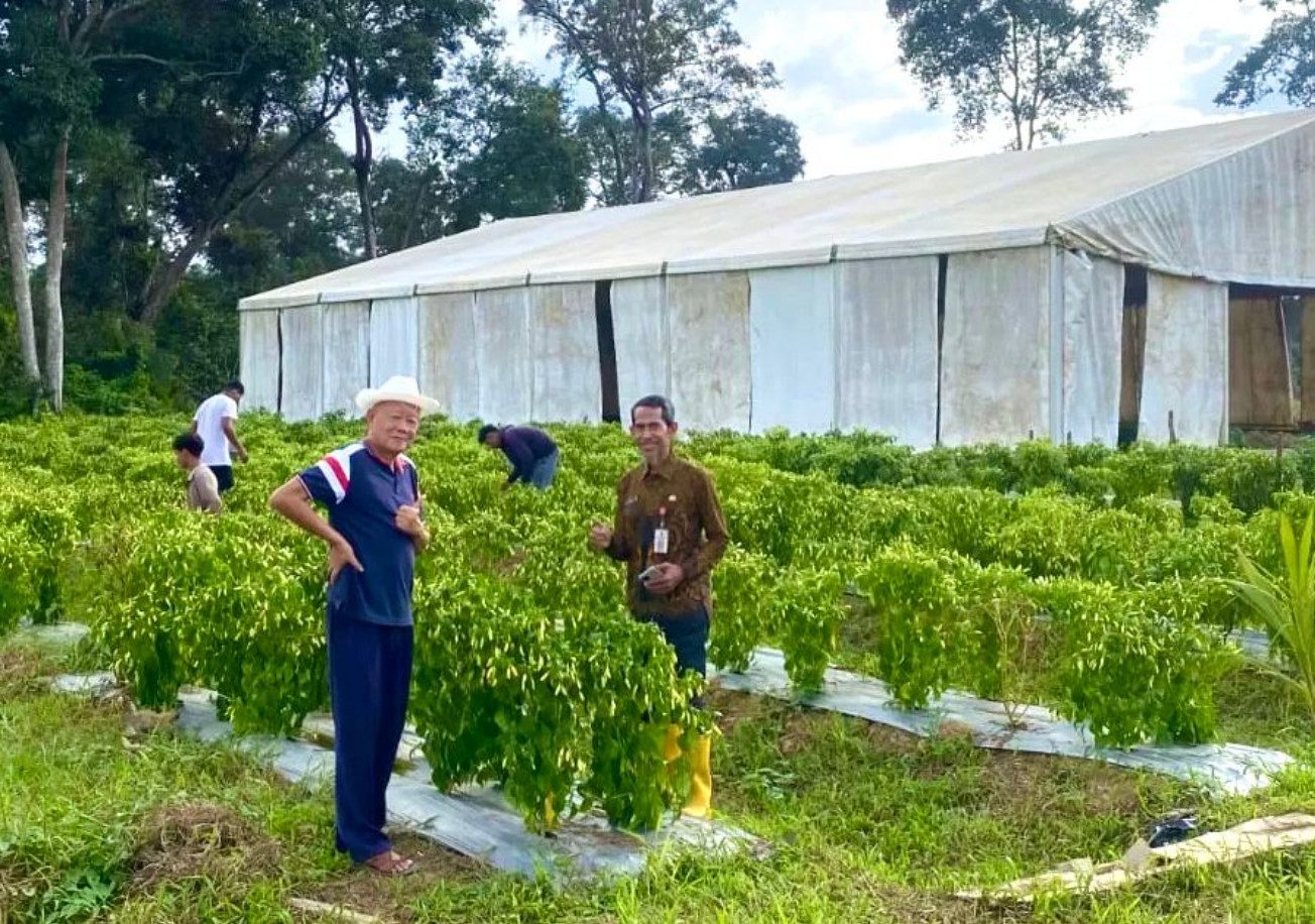 DTPHP Berau Sebut Gerakan Menanam Cabai Mandiri Efektif Tekan Inflasi Daerah