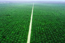 Mengenal PT Teladan Prima Agro, Perusahaan Perkebunan Kelapa Sawit Terbesar di Berau Kaltim