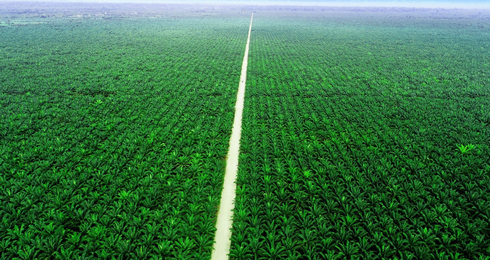 Mengenal PT Teladan Prima Agro, Perusahaan Perkebunan Kelapa Sawit Terbesar di Berau Kaltim