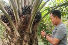 Sawit Jadi Unggulan Warga Sukan Tengah, Sebulan Bisa Raup Rp1 Miliar, Warga Nantikan Pabrik Pengolahan