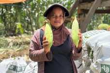 Dari Ruang Kelas ke Ladang Jagung, Sarini Menanam Harapan Masa Depan