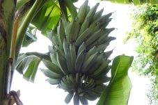 Belajar dari Thailand, DTPHP Ingin Kembalikan Kejayaan Pisang Kepok Berau Lewat Budidaya Modern