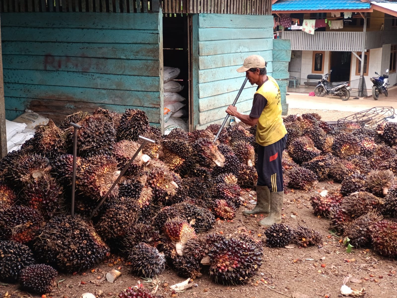 Makin Manyala! Harga TBS Sawit Kaltim Tembus Rp3.369 per Kilogram