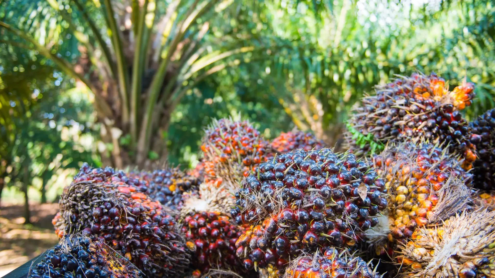 Harga CPO Global Naik, Harga TBS di Kaltim Ikut Terdongkrak di Atas Rp3.300