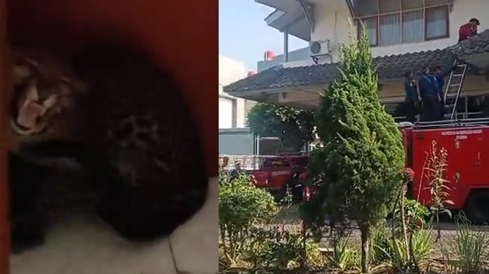 Viral Macan Tutul Masuk Hotel di Bandung, Diduga Lepas dari Lembang Park and Zoo