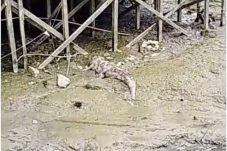 Timbulkan Bau Menyengat, BPBD Berau Evakuasi Bangkai Buaya di Sungai Kelay