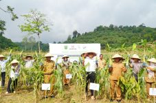 Panen Jagung di Kampung Birang, Simbol Sinergi Membangun Ketahanan Pangan dan Kesejahteraan Petani