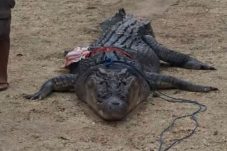 Cegah Korban Susulan dan Aksi Balas Dendam, Warga Teluk Sulaiman Bunuh Buaya Meresahkan