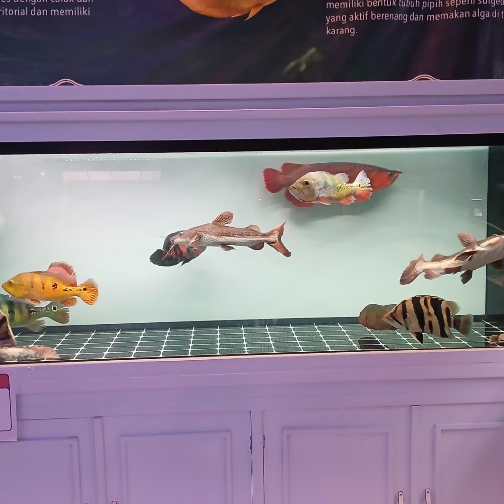 Komunitas Ikan Hias Berau meramaikan peringatan Hari Ikan Nasional (Andrikni Sholikhati/BT)