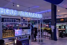 Ramaikan Hari Ikan Nasional, Komunitas Ikan Hias Berau Pamer Koleksi