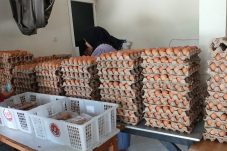 Update Harga Pangan Pokok di Pasar Sanggam Berau, Telur Ayam Turun Seribu