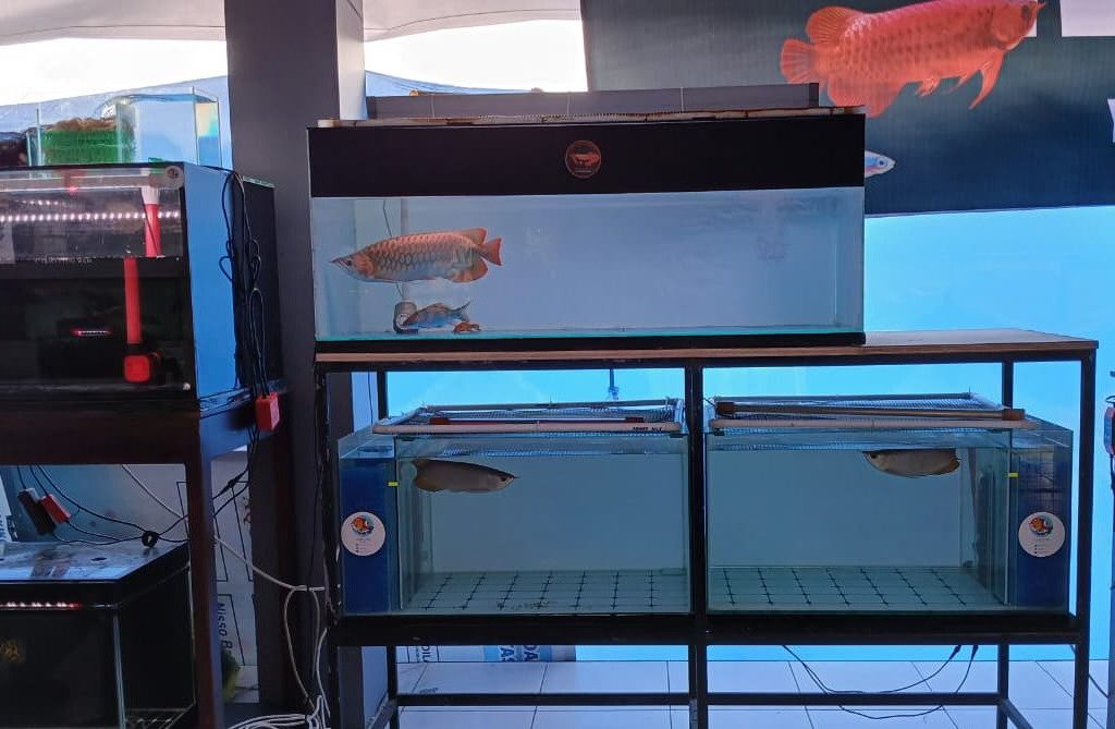 Koleksi ikan hias komunitas Ikan Hias Berau Komunitas Ikan Hias Berau (Andrikni Sholikhati/BT)