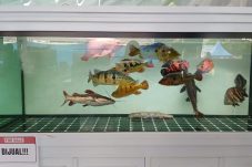 Cerita Komunitas Ikan Hias Berau: Berawal dari Hobi hingga Edukasi Masyarakat