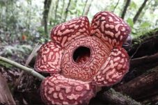 Fakta Unik Si Cantik Rafflesia Pricei dari Krayan, Dulu Pakan Anjing Sekarang Jadi Ikon Wisata