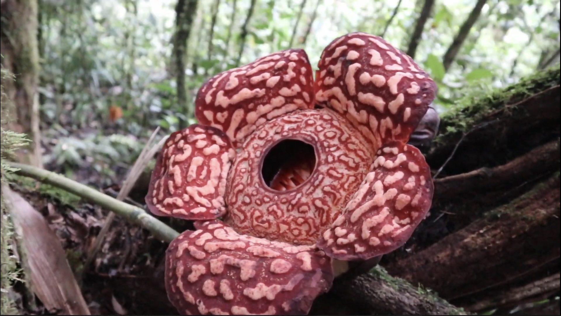 Fakta Unik Si Cantik Rafflesia Pricei dari Krayan, Dulu Pakan Anjing Sekarang Jadi Ikon Wisata