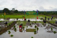 TNI dan Warga Tanam Padi Bersama, Wujud Nyata Sinergi dan Ketahanan Pangan