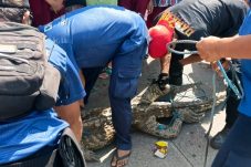 Kasus Langka! Diduga Sakit dan Tersesat Jadi Penyebab Buaya Muara Ini Kurus