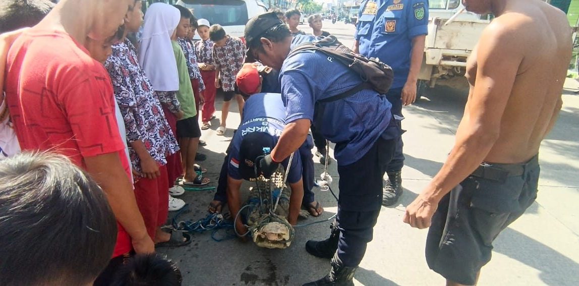 Buaya Kurus Masuk Permukiman Warga, Damkar Gerak Cepat Lakukan Evakuasi