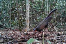 Kuau Kalimantan ‘Si Pemalu’ Kembali Menari: Simbol Harmoni Budaya Dayak yang Jadi Indikator Hutan Sehat