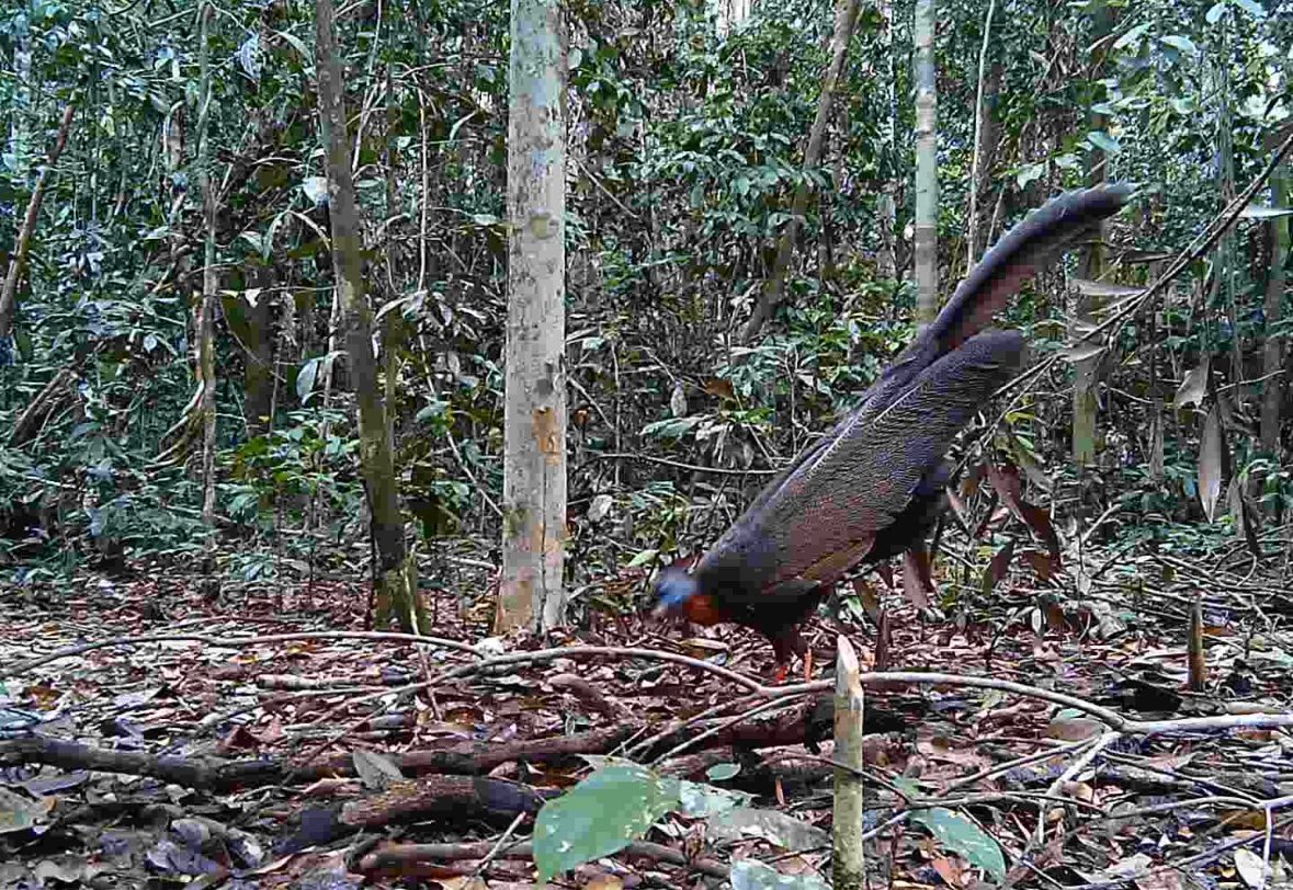 Kuau Kalimantan ‘Si Pemalu’ Kembali Menari: Simbol Harmoni Budaya Dayak yang Jadi Indikator Hutan Sehat