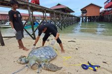 Ikon Derawan Terancam, DPRD Berau Desak Pengelolaan Wisata Beralih ke Kualitas Demi Selamatkan Habitat Penyu