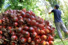 CPO dan Kernel Anjlok, Harga Sawit Kaltim Periode Awal November Resmi Turun
