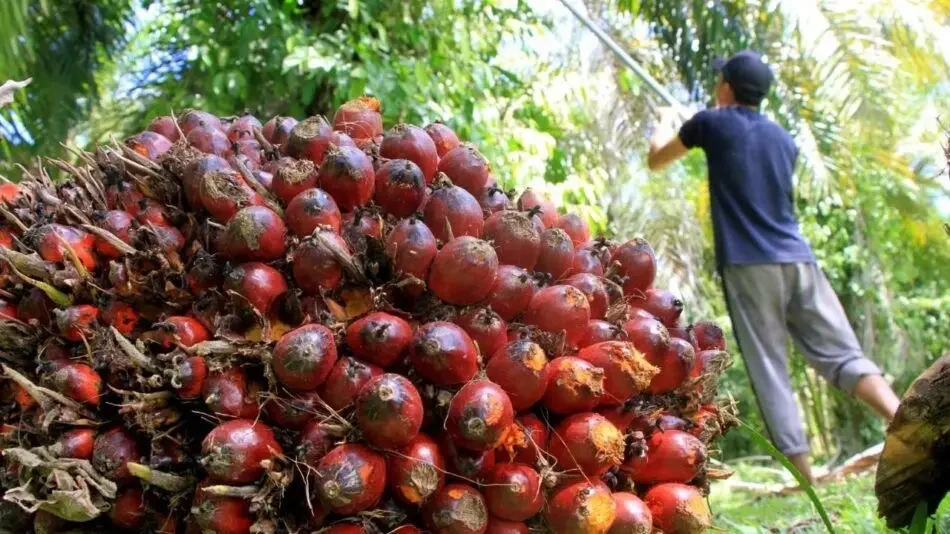 CPO dan Kernel Anjlok, Harga Sawit Kaltim Periode Awal November Resmi Turun